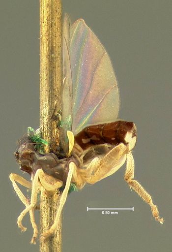 Media type: image;   Entomology 466 Aspect: habitus lateral view